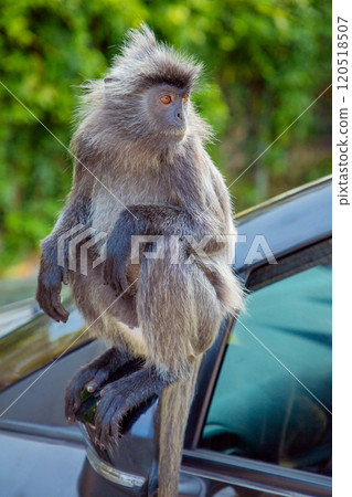 Closeup portrait of Tufted gray langur Semnopithecus priam 120518507
