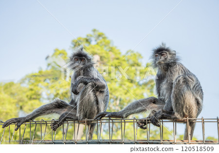 Closeup portrait of Tufted gray langur Semnopithecus priam 120518509