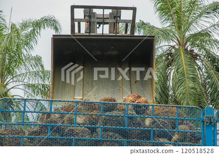Palm oil fruit is being loaded into a large truck Palm oil fruit is being loaded into a large truck 120518528