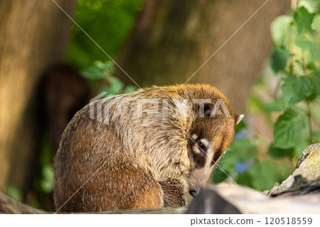 South American Coati, or Ring-tailed Coati Nasua nasua South American Coati, or Ring-tailed Coati Nasua nasua 120518559