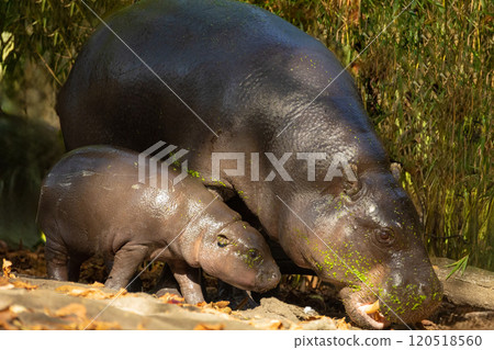 Pygmy hippopotamus Choeropsis liberiensis with mother Pygmy hippopotamus Choeropsis liberiensis with mother 120518560