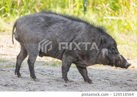 Big adult boar of Visayan warty pig Sus cebifrons 120518564
