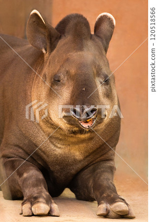 portrait of Tapirus terrestris 120518566