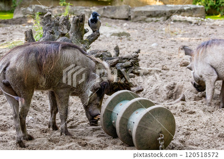 common warthog, standing very near by 120518572