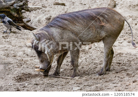 common warthog, standing very near by 120518574