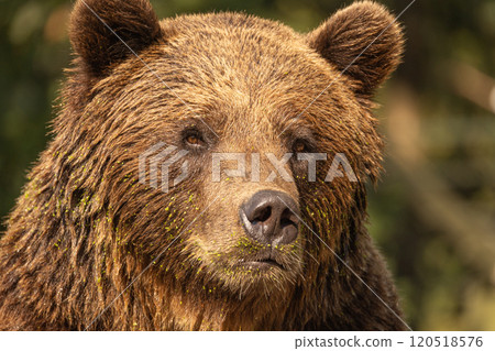Wild brown bear ,ursus arctos Wild brown bear ,ursus arctos 120518576