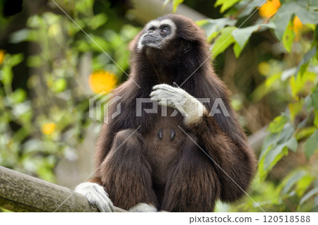 lar gibbon white-handed gibbon, an endangered primate in the gibbon family 120518588