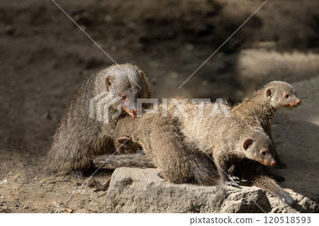 Banded Mongoose, group with baby, Mungos mungo Banded Mongoose, group with baby, Mungos mungo 120518593