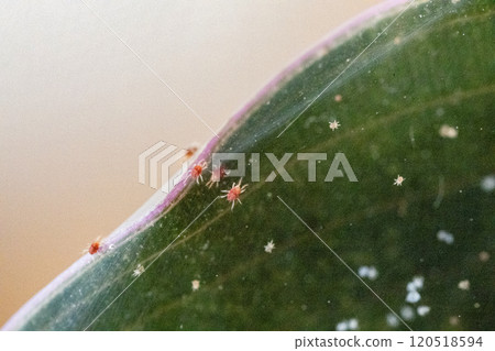 Tetranychus urticae red spider mite or two-spotted spider mite 120518594