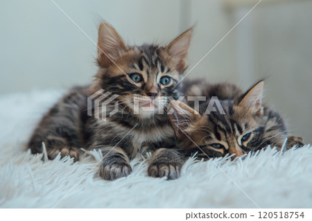 Two little bengal kittens on the white fury blanket Two little bengal kittens on the white fury blanket 120518754