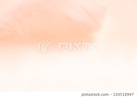 羽毛/蓬鬆背景材料 120518947