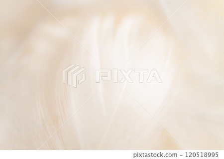 Feathers and fluffy background material 120518995