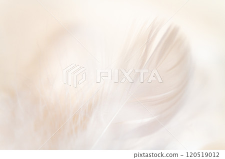 羽毛/蓬鬆背景材料 120519012