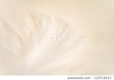 羽毛/蓬鬆背景材料 羽毛/蓬鬆背景材料 120519013