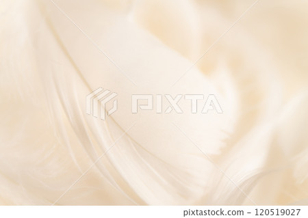 Feathers and fluffy background material 120519027
