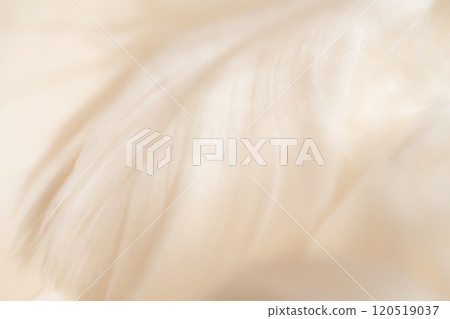 Feathers and fluffy background material Feathers and fluffy background material 120519037