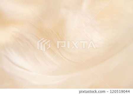羽毛/蓬鬆背景材料 120519044