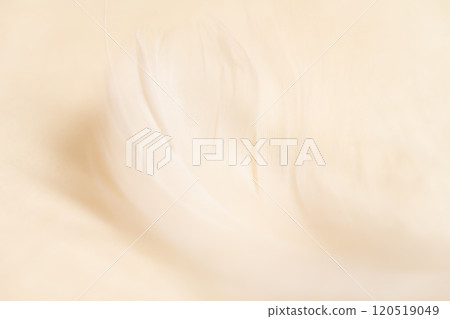 羽毛/蓬鬆背景材料 120519049