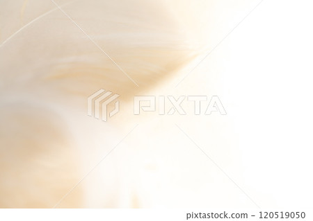 Feathers and fluffy background material 120519050