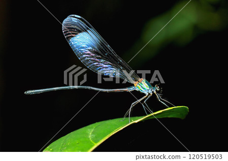 Iridescent Damselfly on Leaf, New Taipei City, Taiwan. Iridescent Damselfly on Leaf, New Taipei City, Taiwan. 120519503