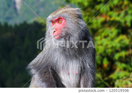 Formosan Rock Monkey in a Forest Setting, New Taipei City, Taiwan. 120519506
