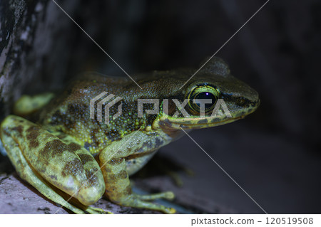Swinhoe's Frog (Odorrana swinhoana) on a Rock in New Taipei City, Taiwan. 120519508