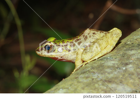 Swinhoe's Frog (Odorrana swinhoana) on a Rock in New Taipei City, Taiwan. 120519511