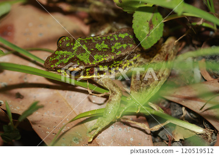 Swinhoe's Frog(Odorrana swinhoana) in Natural Habitat, New Taipei City, Taiwan. Swinhoe's Frog(Odorrana swinhoana) in Natural Habitat, New Taipei City, Taiwan. 120519512