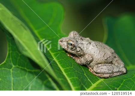 Temple Tree Frog(Chirixalus idiootocus) on Leaf. Taiwan. 120519514