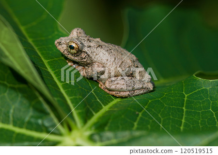 Temple Tree Frog(Chirixalus idiootocus) on Leaf. Taiwan. 120519515