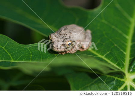 Temple Tree Frog(Chirixalus idiootocus) on Leaf. Taiwan. 120519516