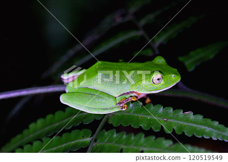 Orange Belly Tree Frog on a Branch in New Taipei City, Taiwan. 120519549