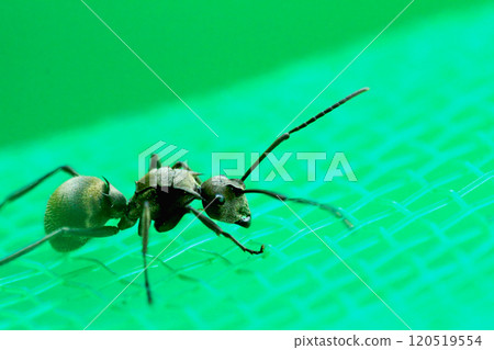 Black Wood Ant Close-up. 120519554