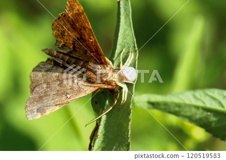White Crab Spider Preying on Moth on Leaf in New Taipei City, Taiwan. 120519583