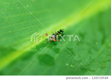 Close-up of Teleopsis quadriguttata Fly on Green Leaf in New Taipei City, Taiwan. Close-up of Teleopsis quadriguttata Fly on Green Leaf in New Taipei City, Taiwan. 120519584