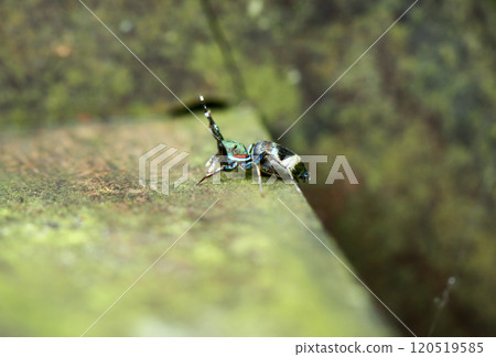 Colorful Siler Cupreus Spider on Mossy Surface, New Taipei City, Taiwan. Colorful Siler Cupreus Spider on Mossy Surface, New Taipei City, Taiwan. 120519585