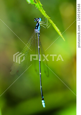 Blue and Black Damselfly(Coeliccia cyanomeoias) on Leaf, New Taipei City, Taiwan Blue and Black Damselfly(Coeliccia cyanomeoias) on Leaf, New Taipei City, Taiwan 120519588