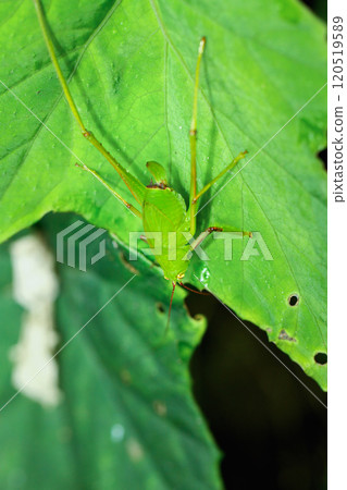 Close-up of a colorful katydid nymph on leaves in New Taipei City, Taiwan. Close-up of a colorful katydid nymph on leaves in New Taipei City, Taiwan. 120519589