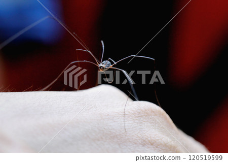 A Daddy Longlegs Spider on a human hand. Wulai City, New Taipei City. 120519599