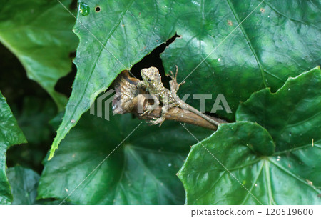 Yellow-Mouthed Tree Lizard on Green Leaves in New Taipei City, Taiwan. 120519600