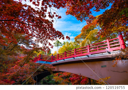 秋天的新潟彌彥公園紅葉谷 秋天的新潟彌彥公園紅葉谷 120519755