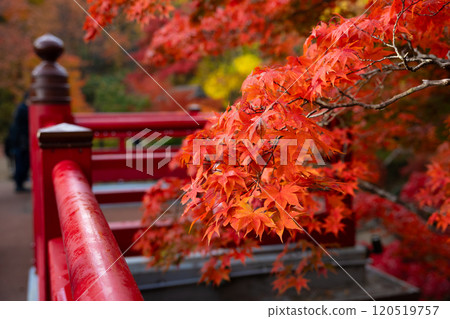 Niigata Yahiko Park Momiji Valley in autumn 120519757