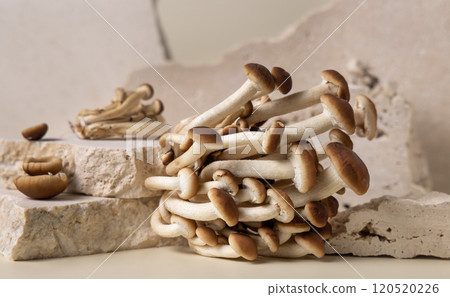 Fresh raw brown poplar mushrooms or velvet pioppini mushrooms on beige stones closeup Fresh raw brown poplar mushrooms or velvet pioppini mushrooms on beige stones closeup 120520226