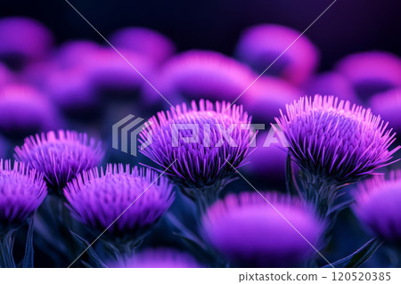 Purple thistle flowers with intricate textures Purple thistle flowers with intricate textures 120520385