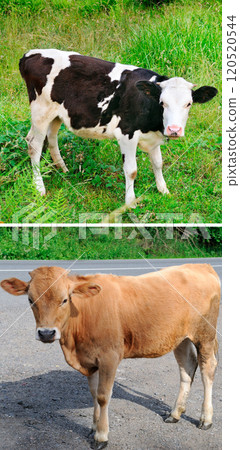 Cute calf on the roadway and a calf in the meadow. Collage. Cute calf on the roadway and a calf in the meadow. Collage. 120520544