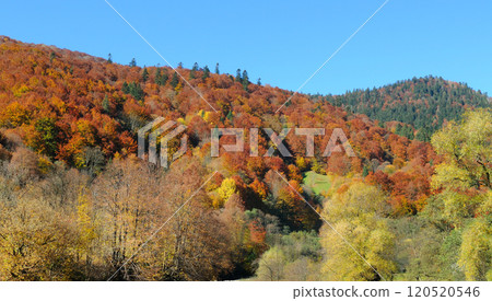 Colorful autumn landscape in the forest and bright sky. Carpathian Mountains, Ukraine. Colorful autumn landscape in the forest and bright sky. Carpathian Mountains, Ukraine. 120520546
