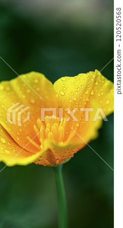 California poppy Seasonal winter flower in India blooming in vibrant orange - yellow color very beautiful. 120520568