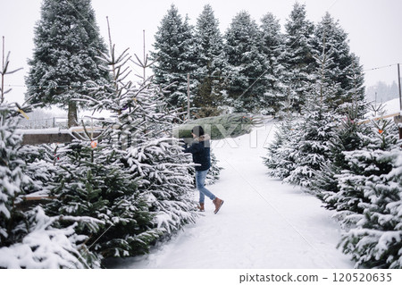Back view of man carries Christmas tree to his home. Man buy fir tree and take in to the car. Winter mood Back view of man carries Christmas tree to his home. Man buy fir tree and take in to the car. Winter mood 120520635
