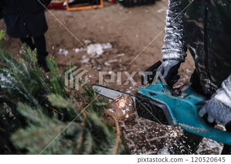 Man cuts a part of the trunk from a Christmas tree with a chainsaw 120520645