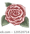 一朵紅色玫瑰的例證 120520714